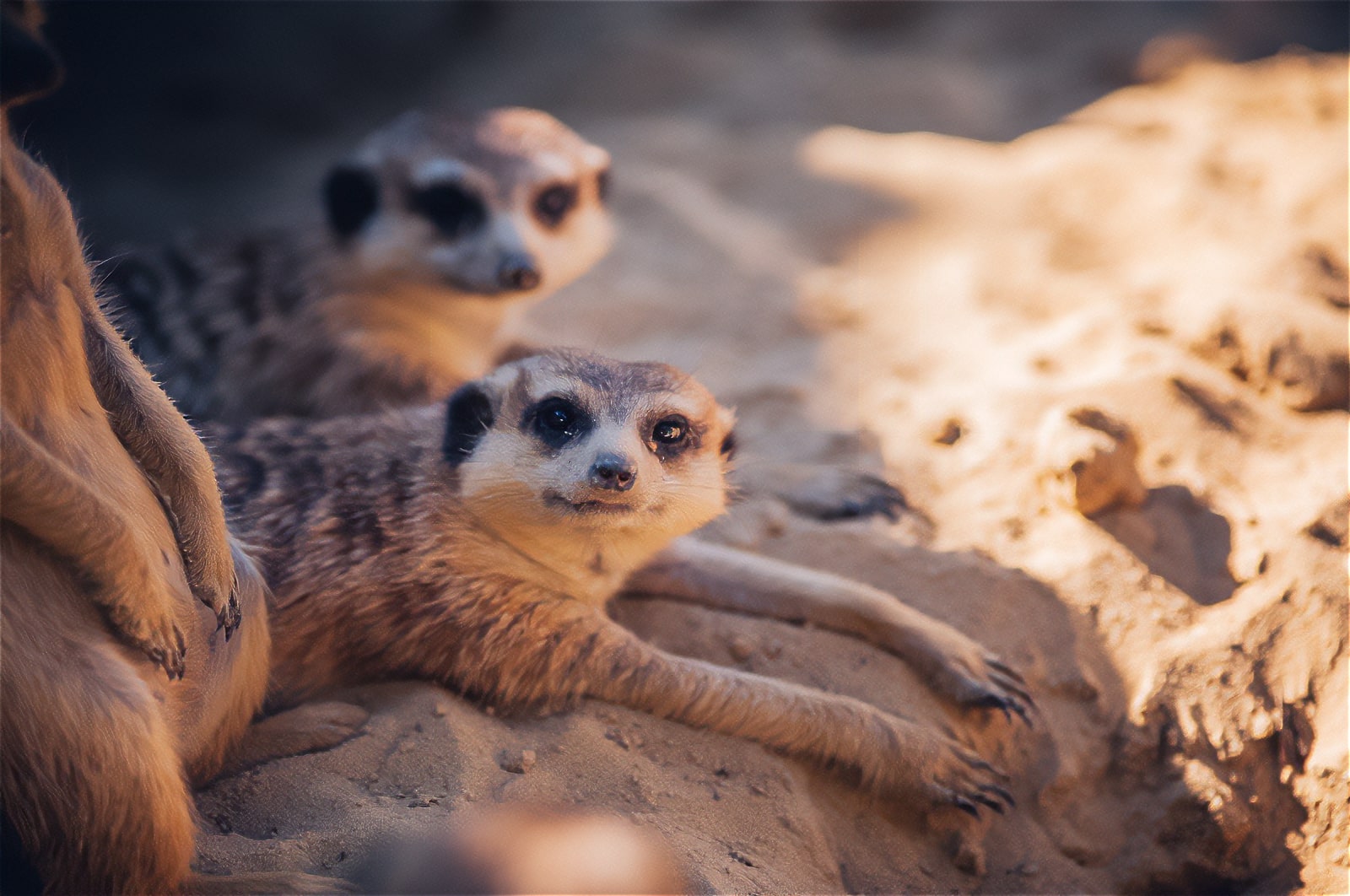 Bella Zoo – Siófok